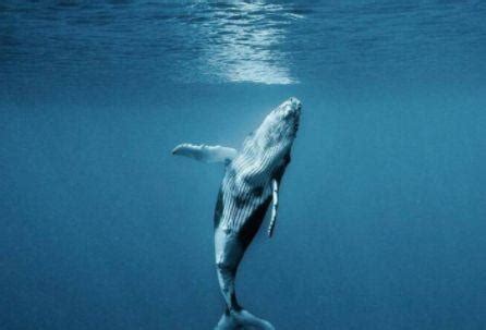 鲸鱼死后到底会发生什么?为何会有“一鲸落,万物生”的说法?