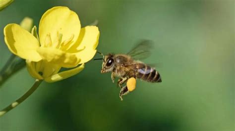 广西柳州：蜜蜂花丛中飞舞 迎接春天到来-荔枝网图片