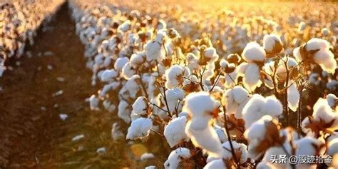 从地理视角看新疆棉花