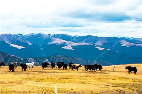 内蒙古山区牧场牛群摄影图高清摄影大图-千库网