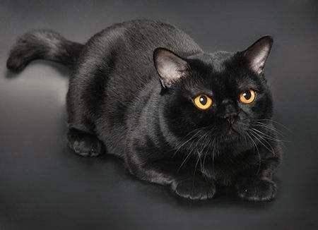 黑色猫咪取什么名字好听-快来啊！快给一只好可爱的猫起个名！-酷派宠物网