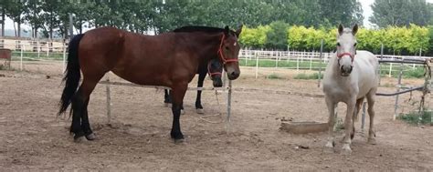 纯种母马和小马驹跟随母亲在牧场上-包图企业站