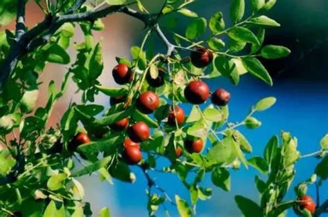 世界最酸的十大水果：山楂仅第三名，酸葡萄居第一名(2)_巴拉排行榜