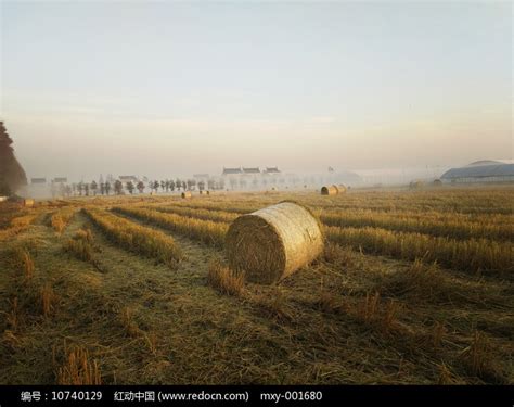 在一个初夏的早晨，在雾气和金色黑麦覆盖着露水的农田中日出。高清摄影大图-千库网