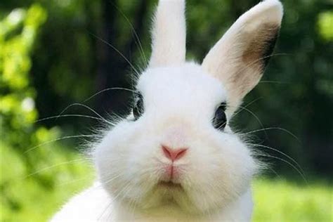兔子和什么属相最配对 和什么属相最合-十二星座网