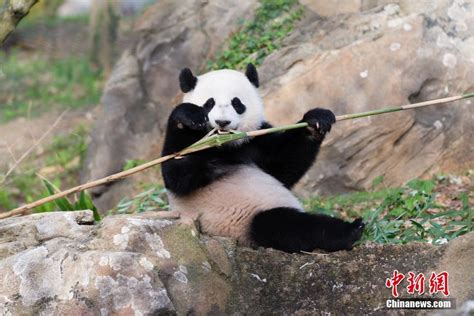 熊猫宝宝从美国快递回来了 它能听得懂中文吗？|熊猫|贝贝_新浪新闻