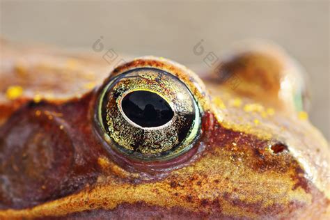 宏拍摄青蛙眼睛罗摩达尔马提纳的敏捷青蛙图片-包图网