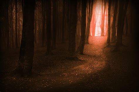 阴森昏暗森林里的一缕阳光摄影图片 - 三原图库