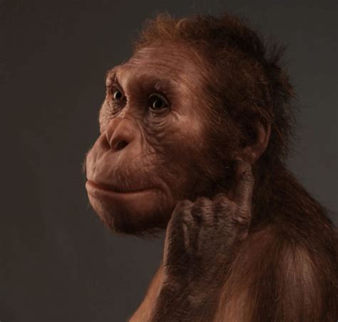 森林古猿进化图,森林古猿进化,森林古猿图片_大山谷图库