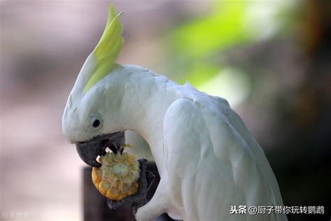 鹦鹉可以吃哪些谷物（鹦鹉喂食技巧与注意事项） - 胖萌舍宠物网