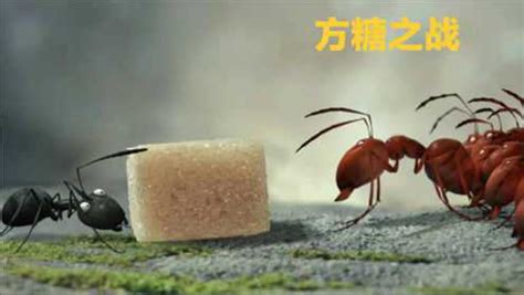 小时候看过蚂蚁打架吗？但你一定没有看过这样场面的蚂蚁战争，黑红蚂蚁的方糖之战
