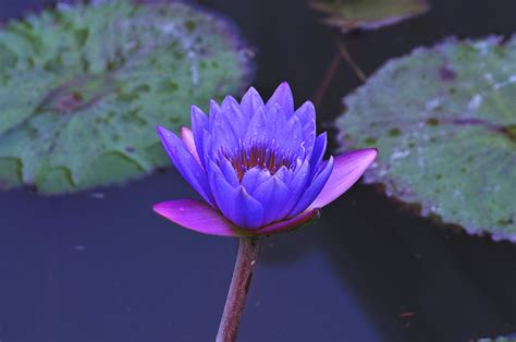 【紫“莲花”摄影图片】生态摄影_太平洋电脑网摄影部落