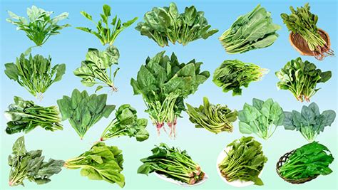 各类蔬菜图片_素材中国sccnn.com