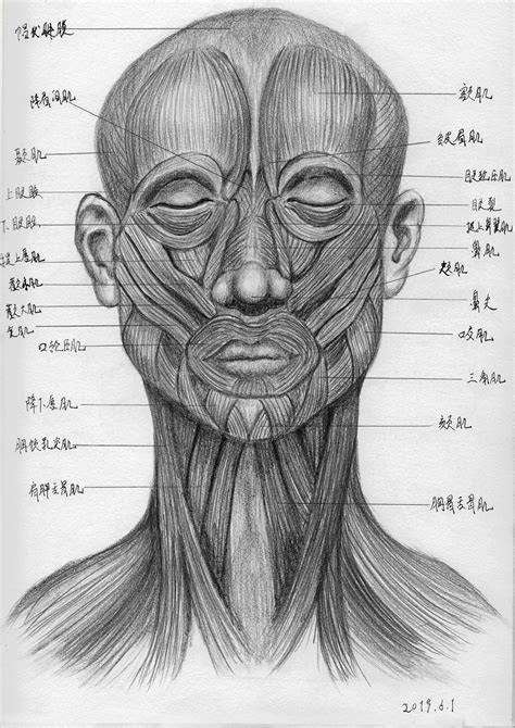 素描人像笔记之头骨和肌肉|纯艺术|绘画|安紫铭 - 原创作品 - 站酷 (ZCOOL)