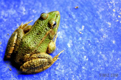 绿色的野生青蛙高清图片下载-正版图片600748523-摄图网