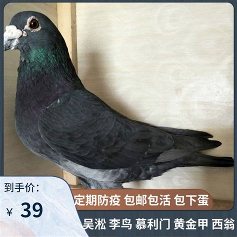 吴淞、李鸟，一些老国血-中国信鸽信息网相册