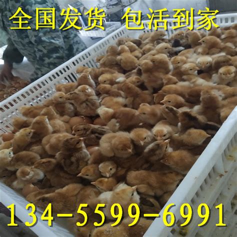 【出壳红玉鸡苗 脱温红玉鸡苗 龙翔 正宗土鸡苗 刚出壳乌骨鸡】价格_批发_厂家_参数_图片_鸡 - 搜好货网