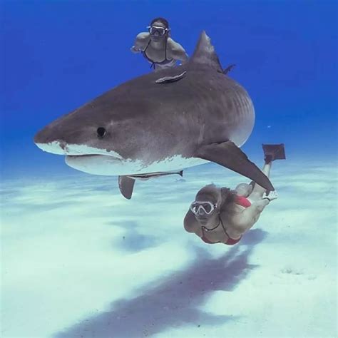 网红提子吃大白鲨被抓，为什么保护动物不能吃，不仅是因为违法！