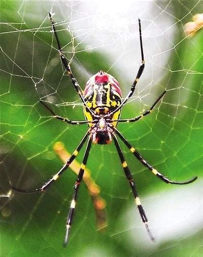 【蜘蛛摄影图片】生态摄影_太平洋电脑网摄影部落
