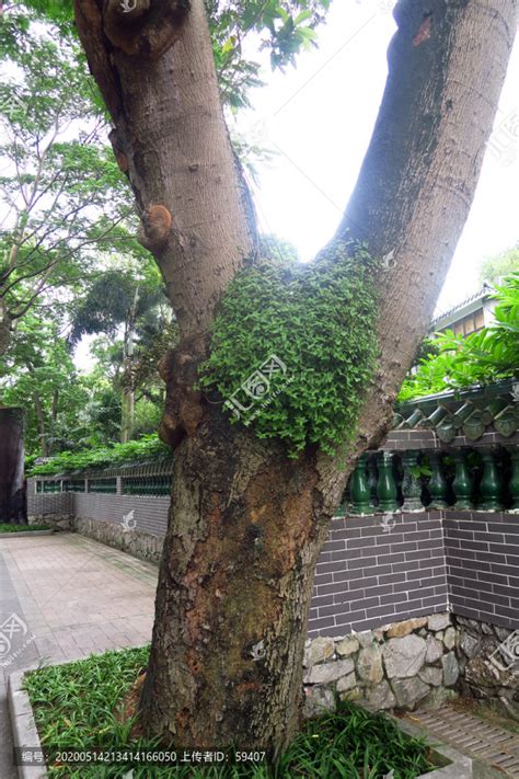 草木吉林 | 槲寄生：树上生长 四季常青-中国吉林网