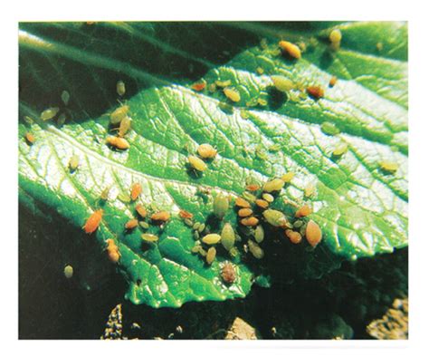 高粱蚜-河南农业病虫-图片