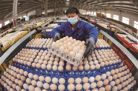 南通一禽业公司年产3万吨鸡蛋-南通市人民政府