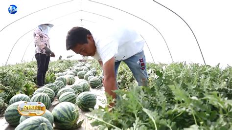 唐山丰南：西瓜产业助农增收