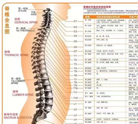 人体脊柱图鉴图片免费下载_红动中国