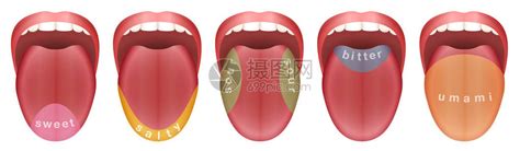 舌头有五个味蕾区甜咸酸苦和白色背景的插画图片下载-正版图片402409790-摄图网