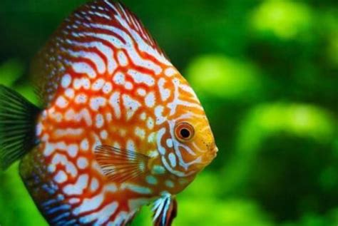 七彩神仙鱼，最美观赏鱼之一，养殖品种介绍