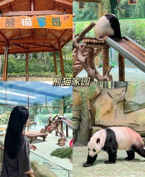 云南野生动物园熊猫图片_云南野生动物园熊猫设计素材_红动中国