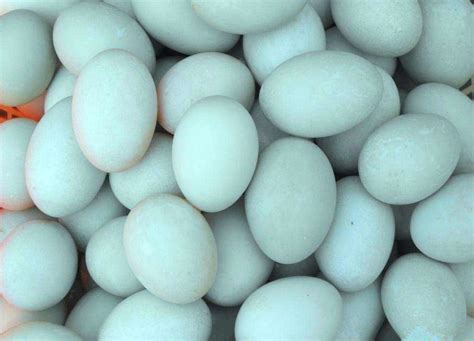 今日种鸭蛋行情：2020年3月2日种鸭蛋价格行情 - 畜小牧养殖网