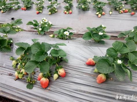 兴文县共乐镇草莓红了 游客可体验采摘草莓游水果基地 - 川南新闻 - 华西都市网新闻频道