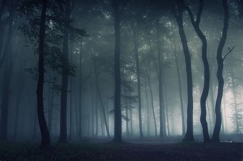 阴森恐怖的茂密古树林景象摄影图片 - 三原图库