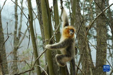 川金丝猴与自然的共鸣：高心怡《山、水、金丝猴》--中国摄影家协会网