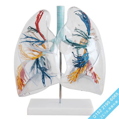 透明肺段模型 - 高级人体解剖医学模型 - 医学教学训练模型-泽雅科教