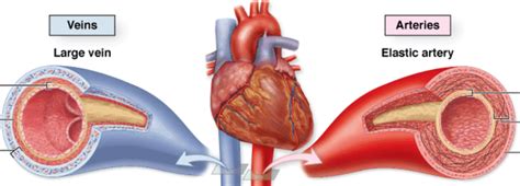 1-9 心室肌细胞膜电位产生原理-心血管-医学
