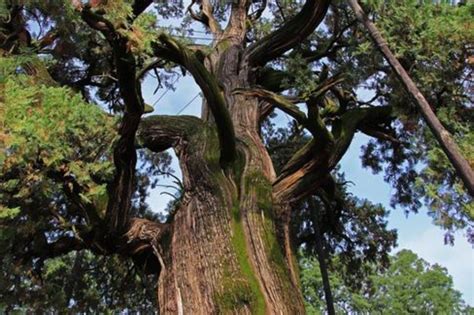 世界上最古老的柏树, 为五千年前轩辕黄帝亲手栽种|轩辕庙|轩辕黄帝|柏树_新浪新闻