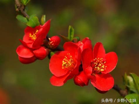 让盆栽贴梗海棠春节开花管理小常识!