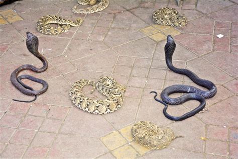 野外捕蛇视频、国外小伙发现几百斤的大蟒蛇！徒手捕捉巨蟒！_蛇视频_毒蛇网