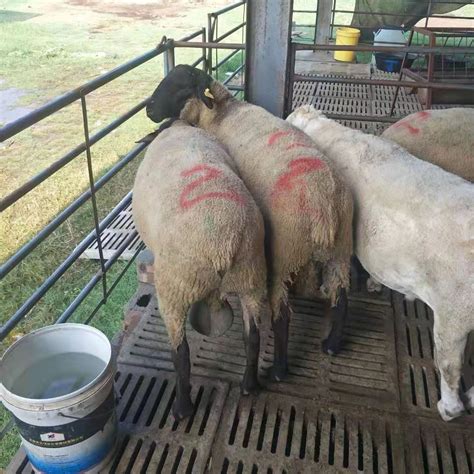 萨能奶山羊养殖基地 羊苗价格 山东菏泽 奶山羊-食品商务网