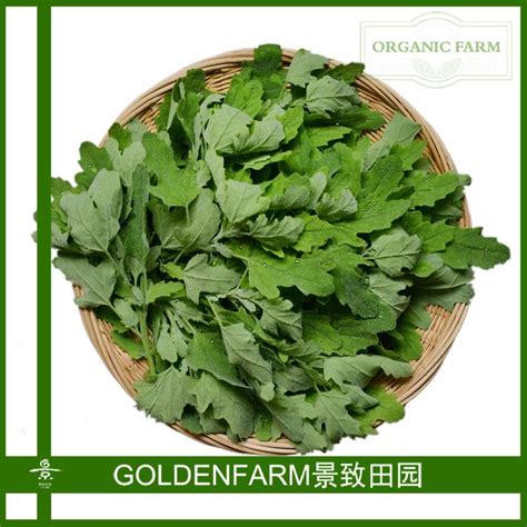 灰菜图片