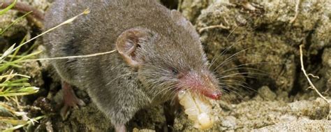 科学网—老鼠、鼠类和啮齿动物 - 王德华的博文