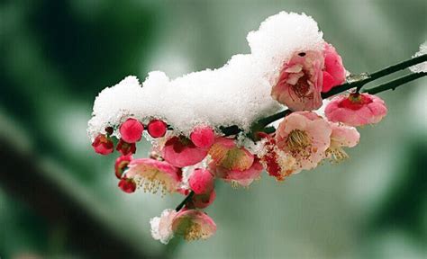 白雪却嫌春色晚，故穿庭树作飞花。全诗意思及赏析 | 古文典籍网