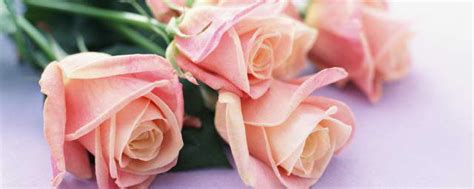 玫瑰数量的含义祝愿(送玫瑰的数也有讲究) - 【爱喜匠】