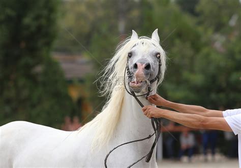育种者握着一匹神经紧张的马在马场高清图片下载-正版图片504887342-摄图网