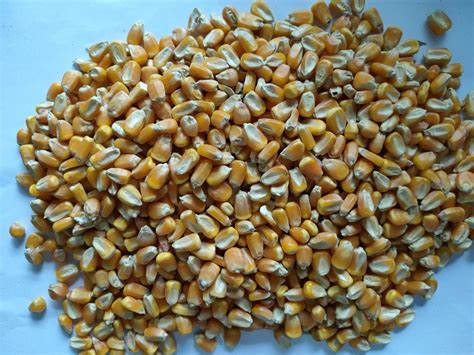 收购大量优质玉米、糯米、大米，收购大量优质玉米、糯米、大米生产厂家，收购大量优质玉米、糯米、大米价格 - 百贸网