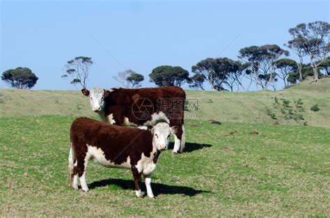 两头棕色奶牛在新西兰的一高清图片下载-正版图片504725711-摄图网