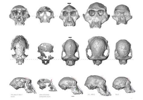 史前原始人类生活被揭秘，研究学者：我们祖先可能不是类人猿