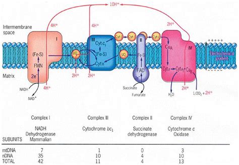 ATP的合成与分解过程的诠释_360新知
